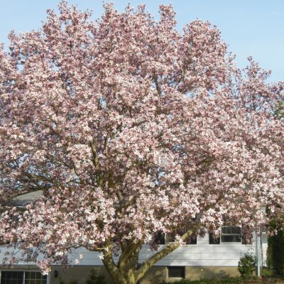 Magnolia-Tree-pic.jpg